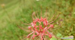 揭开曼陀罗华的花语之谜 曼陀罗华