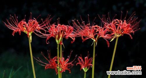 探索曼陀罗华的神秘之美 曼陀罗华