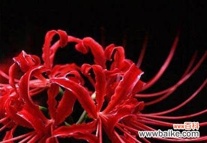 探索曼陀罗华的神秘之美 曼陀罗华