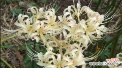 探索曼陀罗华的神秘之美 曼陀罗华