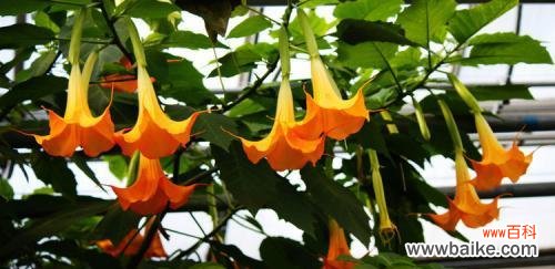 探寻曼陀罗花背后的神秘诅咒与传说 曼陀罗花花语传说