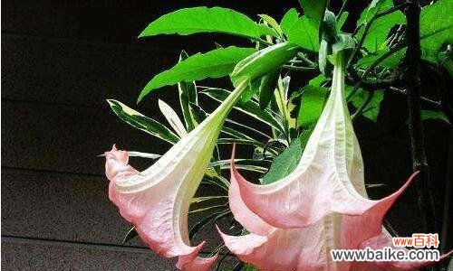 探寻曼陀罗花背后的神秘诅咒与传说 曼陀罗花花语传说