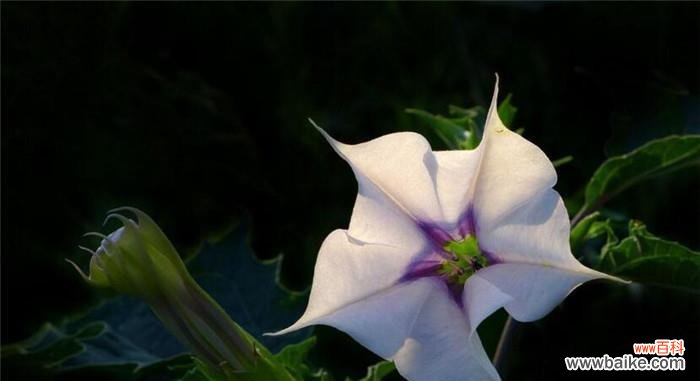 揭开曼陀罗花的心灵密码 曼陀罗花的寓意