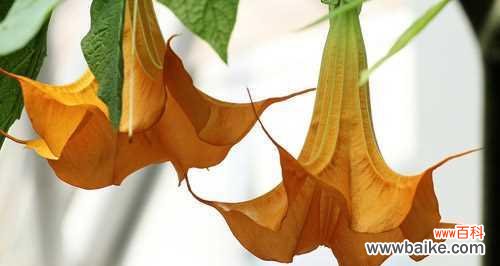 揭秘曼陀罗花的心灵密码与人生哲学 曼陀罗花语的奥秘