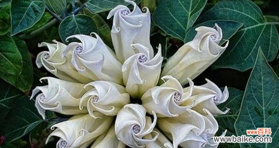 揭秘曼陀罗花的心灵密码与人生哲学 曼陀罗花语的奥秘