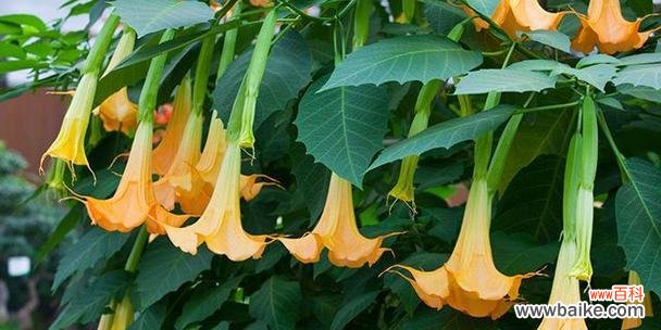 揭秘曼陀罗花的心灵密码与人生哲学 曼陀罗花语的奥秘