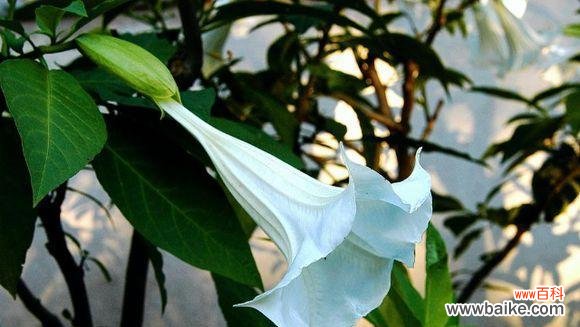 探寻曼陀罗华的深意和独特之处 曼陀罗华之美与神秘