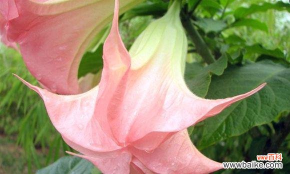 探寻曼陀罗华的深意和独特之处 曼陀罗华之美与神秘