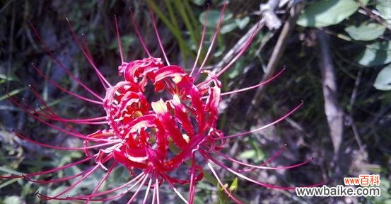 探索曼珠沙华的神秘之美 曼珠沙华花语与寓意