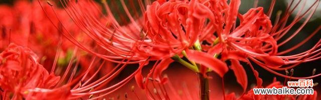 探索花海中的神话与意义 曼珠沙华