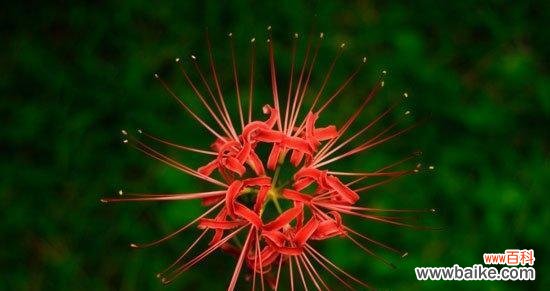 探索花海中的神话与意义 曼珠沙华