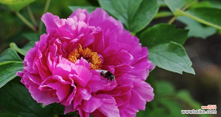 揭示牡丹花的秘密与内涵 粉色牡丹花的象征意义