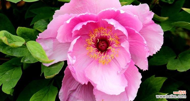 揭示牡丹花的秘密与内涵 粉色牡丹花的象征意义