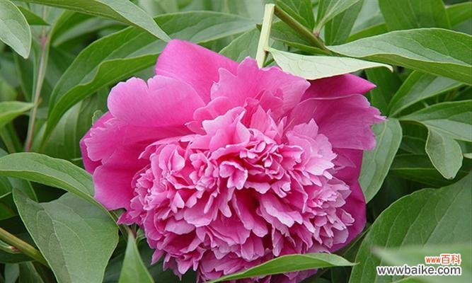 揭示牡丹花的秘密与内涵 粉色牡丹花的象征意义