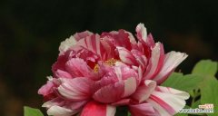 美丽的牡丹花绽放出的神秘意义 粉色牡丹花的寓意与象征