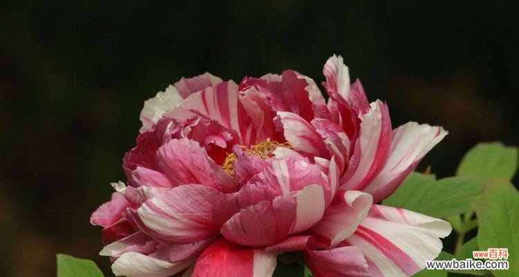 美丽的牡丹花绽放出的神秘意义 粉色牡丹花的寓意与象征