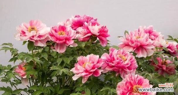 美丽的牡丹花绽放出的神秘意义 粉色牡丹花的寓意与象征