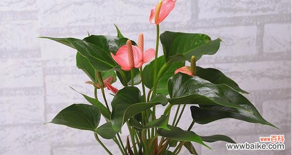 揭秘粉掌的吉祥象征及适宜的摆放位置 粉掌风水寓意与摆放位置解析