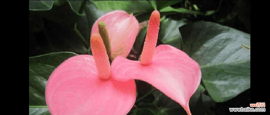 揭示粉掌花的情感象征和美丽寓意 粉掌的花语及其意义