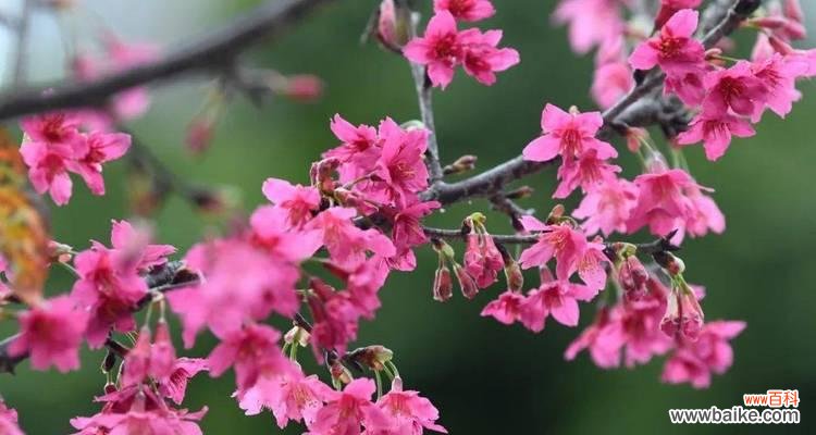 探寻粉色樱花的文化传承与美好寓意 粉色樱花的花语与意义