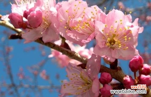 探寻粉色樱花的文化传承与美好寓意 粉色樱花的花语与意义