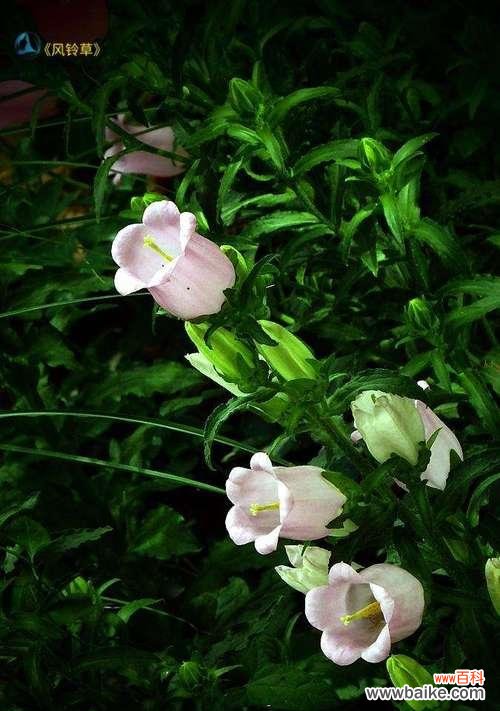 探寻风铃子的神秘意蕴 风铃子的花语与代表意义