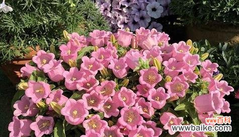 探寻风铃子的神秘意蕴 风铃子的花语与代表意义