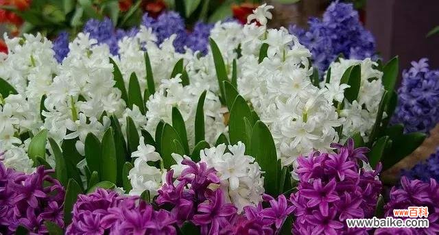 揭秘风信子的独特风水效应与合适摆放位置 风水寓意与摆放位置——风信子花开的秘密