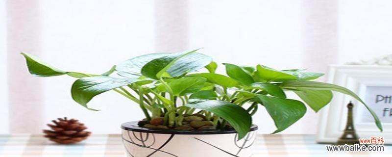 揭秘风信子的独特风水效应与合适摆放位置 风水寓意与摆放位置——风信子花开的秘密