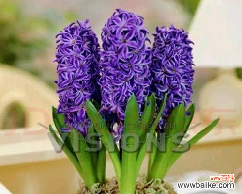 解读风信子花语 风信子的花语与含义