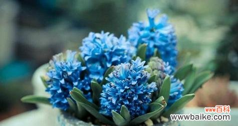 风信子 风信子花语的深意