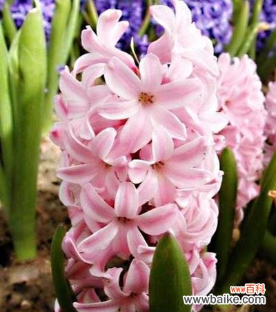 风信子 风信子花语的深意