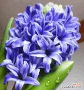 深情的花朵 风信子花语与寓意