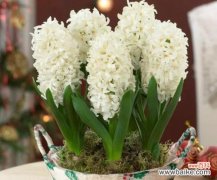 美丽 风信子花的象征意义与寓意