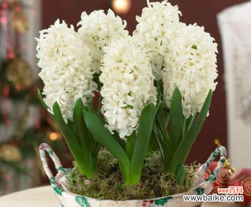 美丽 风信子花的象征意义与寓意