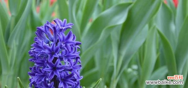 探秘橙色风信子的花语和代表意义 橙色风信子