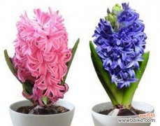 探秘橙色风信子的花语和代表意义 橙色风信子