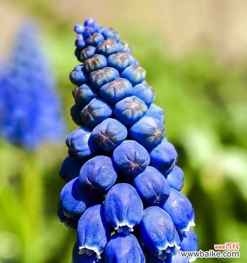 探索风信子的美丽花语与预示 风信子开花的寓意和象征意义