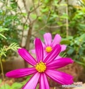 粉色格桑花代表什么？粉色格桑花的花语有哪些？