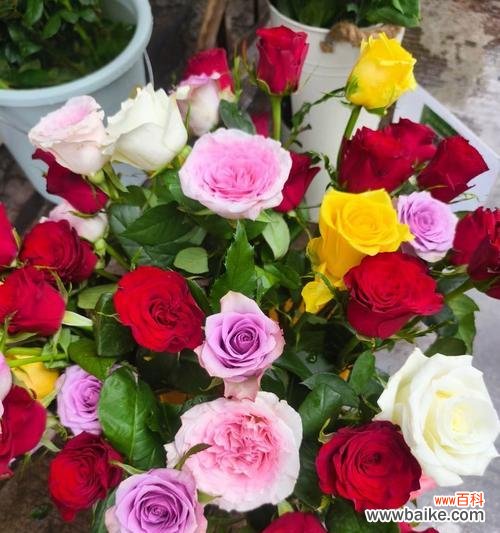 两种颜色花搭配在一起代表什么？