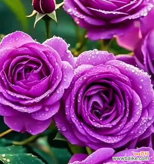 33紫色玫瑰花的含义是什么？