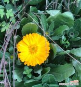 黄色的花送人代表什么？它的含义有哪些？