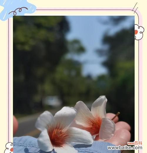 油桐花的不同颜色寓意是什么？油桐花颜色的花语含义？