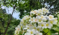 油桐花的不同颜色寓意是什么？油桐花颜色的花语含义？