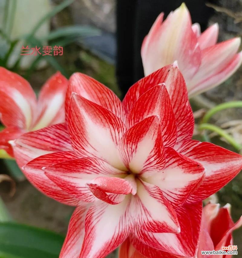 深红色大花蕙兰的花语是什么?