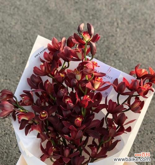 深红色大花蕙兰的花语是什么?