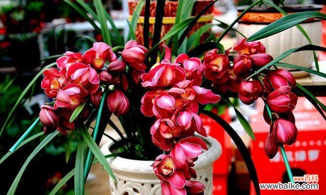 深红色大花蕙兰的花语是什么?