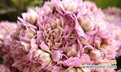 桃花象征长寿的花是什么?