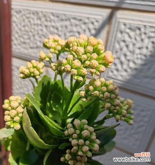 桃花象征长寿的花是什么?