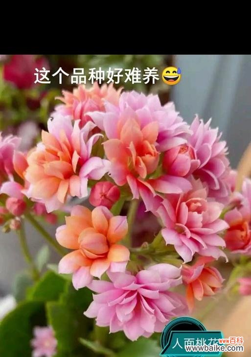 桃花象征长寿的花是什么?